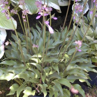 Hosta 'Harry van Trier'